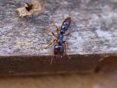 Amblyopone australis