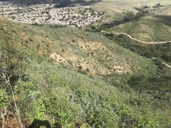 Astragalus brauntonii