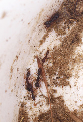 Amblyopone australis