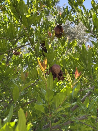 pomegranate