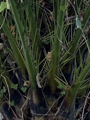 Arecaceae