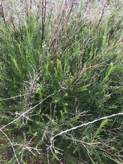Baccharis malibuensis