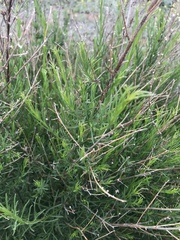 Baccharis malibuensis