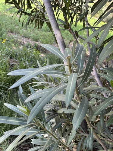 oleander