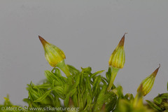 Orthotrichum columbicum