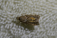 Eudonia submarginalis