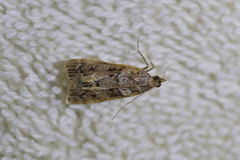 Eudonia submarginalis