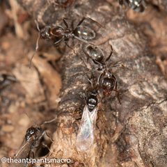 Iridomyrmex rufoniger
