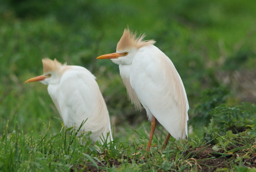Garcilla bueyera (Bubulcus ibis)