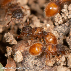 Meranoplus froggatti