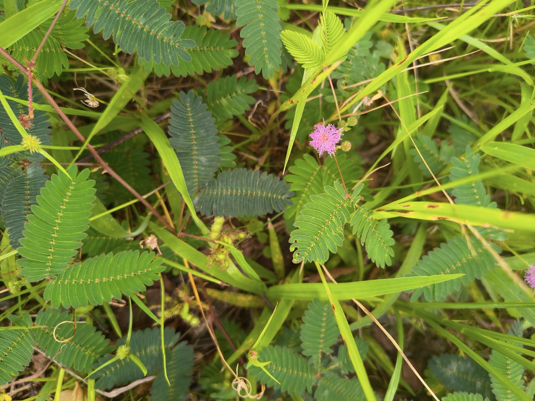 Mimosa pudica