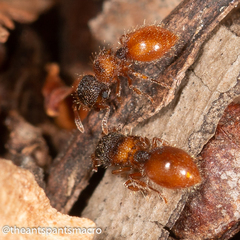 Meranoplus froggatti