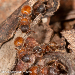 Meranoplus froggatti