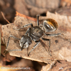 Polyrhachis vermiculosa