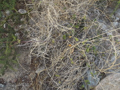 Commicarpus brandegeei