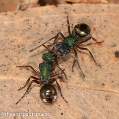 Polyrhachis hookeri
