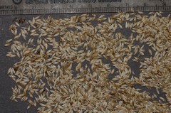 Lactuca sativa longifolia