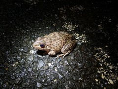 Lithobates areolatus