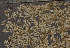 Lactuca sativa longifolia