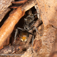 Polyrhachis vermiculosa