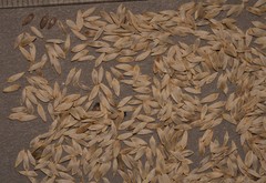 Lactuca sativa longifolia