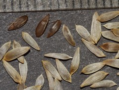 Lactuca sativa longifolia