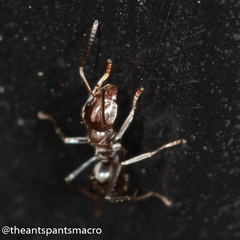 Iridomyrmex rufoniger