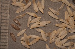 Lactuca sativa longifolia