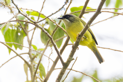 Mindanao Heleia