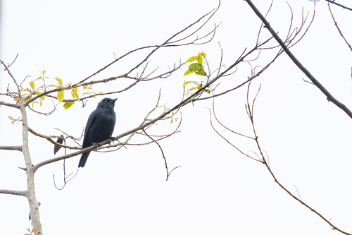 Short-tailed Starling