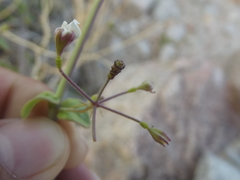 Commicarpus brandegeei