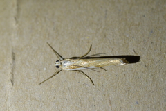 Orocrambus vittellus
