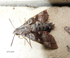 Macroglossum errans