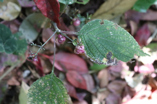 Strobilanthes lupulina