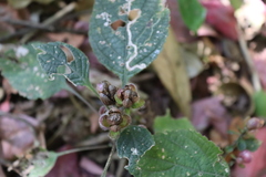 (c) Vikas D Prasad, some rights reserved (CC BY-SA) Strobilanthes lupulina, photograph (c) Vikas D Prasad, some rights reserved (CC BY-SA)