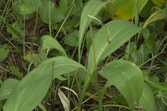 Allium ochotense