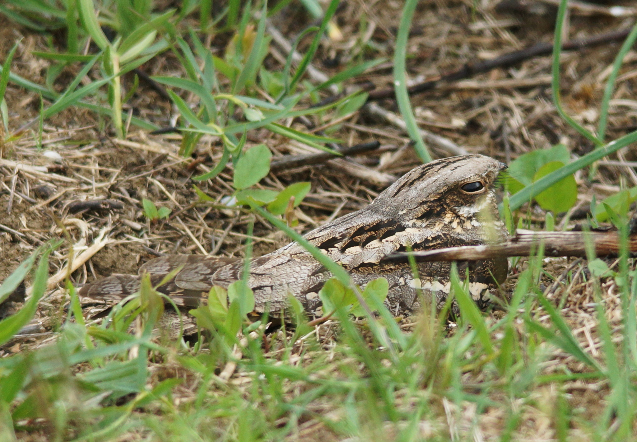 European Nightjar (Caprimulgus europaeus), photo 3