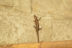 Eutropis multifasciata