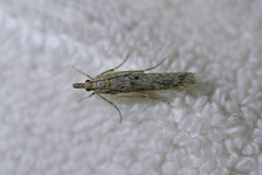 Eudonia leptalaea