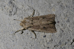 Ichneutica lignana