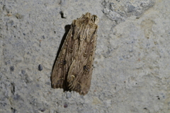 Ichneutica lignana