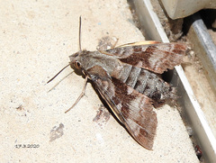 Macroglossum errans