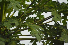 Lonchura leucogastroides