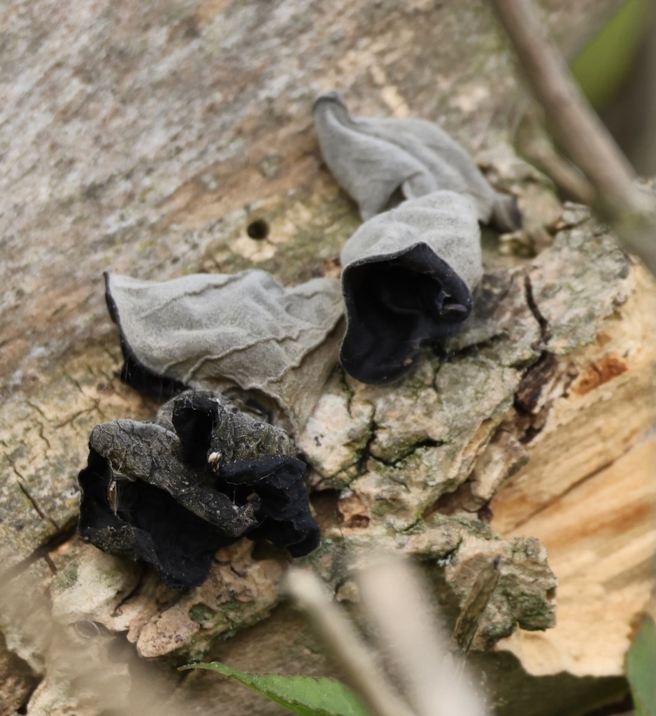 Auricularia auricula-judae · April 2026 · photo: © jerry2018 (iNaturalist, cc0)