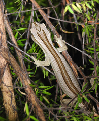 Toropuku inexpectatus
