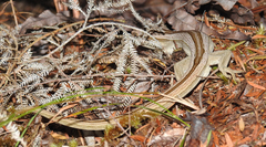 Toropuku inexpectatus