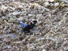 Alypiodes bimaculata