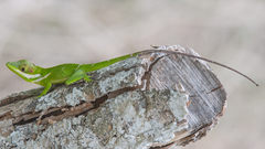Anolis smallwoodi