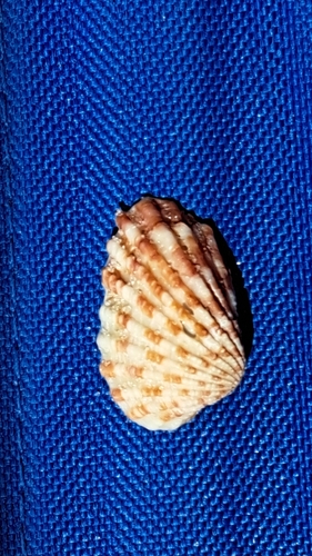 Carditamera floridana