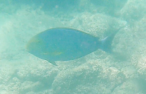 Acanthurus xanthopterus